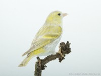 /album/vogels-van-jacques/huvaere-207-jpg/
